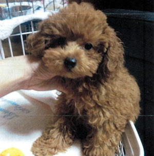 子犬写真