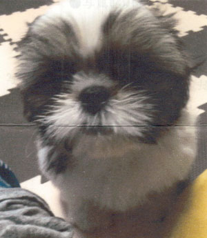 子犬写真