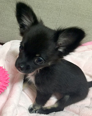 子犬写真