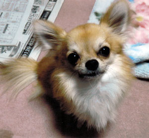 子犬写真
