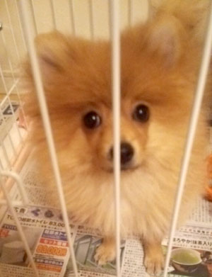 子犬写真