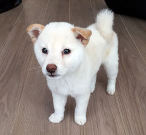 子犬写真