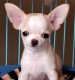子犬写真