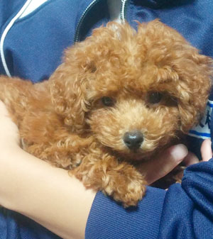 子犬写真
