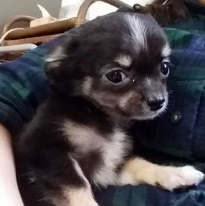 子犬写真