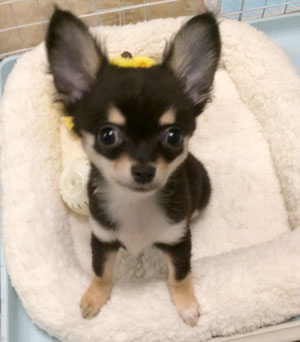 子犬写真