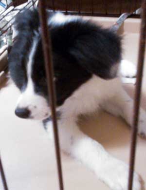 子犬写真