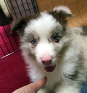 子犬写真