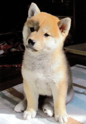 子犬写真