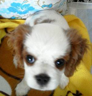 子犬写真