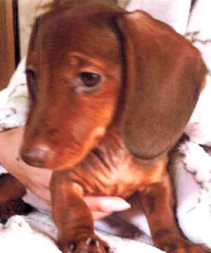 子犬写真