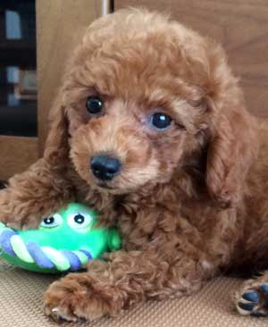 子犬写真