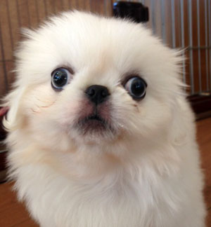 子犬写真
