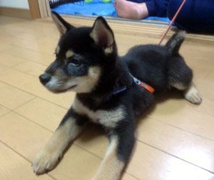 子犬写真
