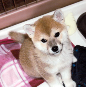 子犬写真