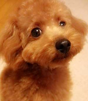 子犬写真