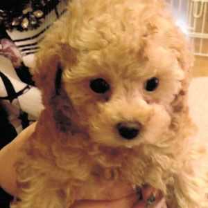 子犬写真