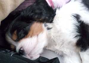 子犬写真