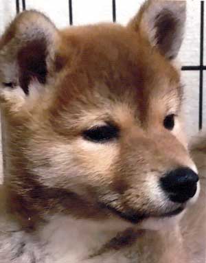 子犬写真