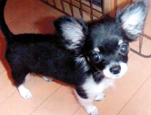 子犬写真