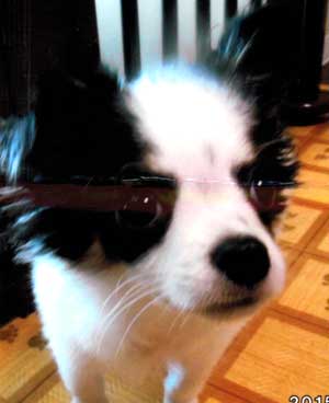 子犬写真