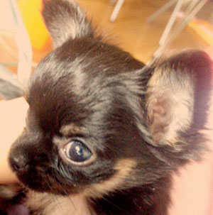 子犬写真