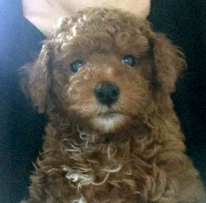 子犬写真