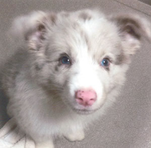 子犬写真