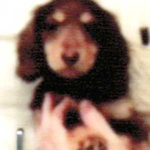 子犬写真