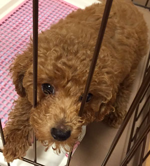 子犬写真