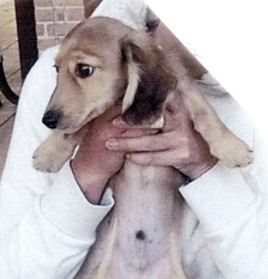 子犬写真