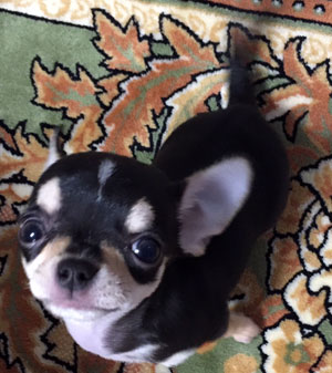 子犬写真