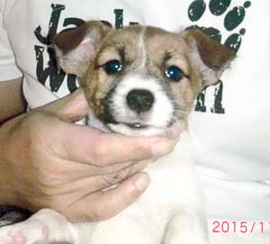 子犬写真