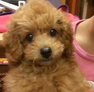 子犬写真