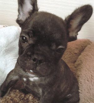 子犬写真