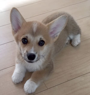 子犬写真