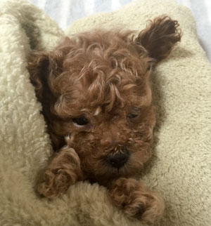 子犬写真