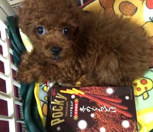 子犬写真