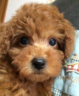 子犬写真