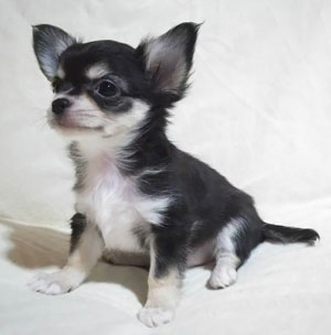 子犬写真