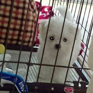 子犬写真