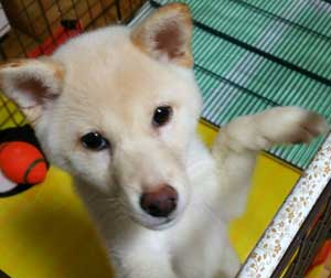 子犬写真