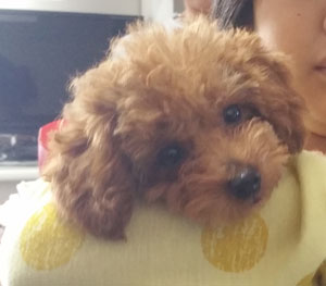 子犬写真