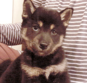 子犬写真