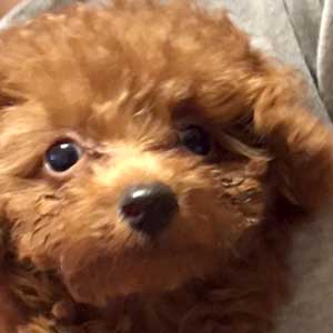 子犬写真