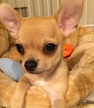 子犬写真