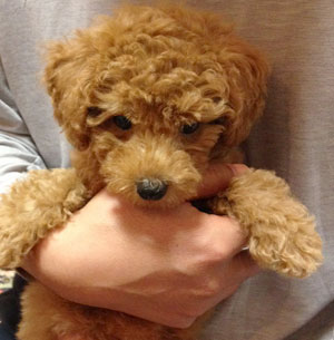 子犬写真