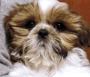 子犬写真