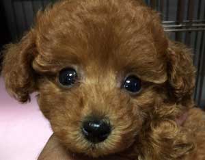子犬写真