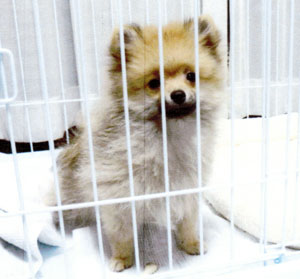子犬写真